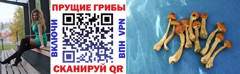 наркошоп  Слюдянка  Псилоцибиновые грибы прущие грибы 